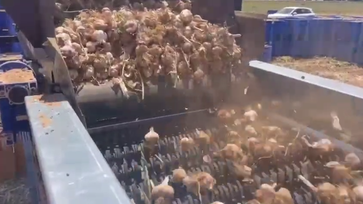 Garlic Head Impurity Removal And Cleaning Machine suppliers