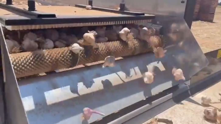 Garlic Head Impurity Removal And Cleaning Machine price