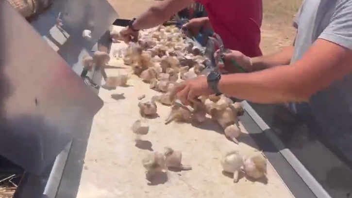 Garlic Head Impurity Removal And Cleaning Machine high quality